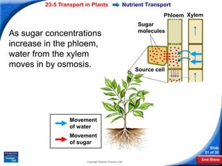 23-5 Transport in Plants                     Nutrient Transport
                                                                     Phloem Xylem
                                                           Sugar
                                                           molecules
As sugar concentrations
increase in the phloem,
water from the xylem
moves in by osmosis.
                                                          Source cell




                  Movement
                  of water
                  Movement
                  of sugar
                                                                                       Slide
                                                                                    21 of 30
                                                                                End Show
                        Copyright Pearson Prentice Hall
 