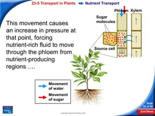 23-5 Transport in Plants                     Nutrient Transport
                                                                     Phloem Xylem
                                                           Sugar
                                                           molecules
This movement causes
an increase in pressure at
that point, forcing
nutrient-rich fluid to move
                                                          Source cell
through the phloem from
nutrient-producing
regions ….

                  Movement
                  of water
                  Movement
                  of sugar
                                                                                       Slide
                                                                                    22 of 30
                                                                                End Show
                        Copyright Pearson Prentice Hall
 