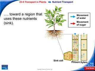 23-5 Transport in Plants                     Nutrient Transport




…. toward a region that                                                    Movement
uses these nutrients                                                       of water
                                                                           Movement
(sink).                                                                    of sugar




                                                          Sink cell
                                                                      Phloem Xylem      Slide
                                                                                     23 of 30
                                                                                 End Show
                        Copyright Pearson Prentice Hall
 