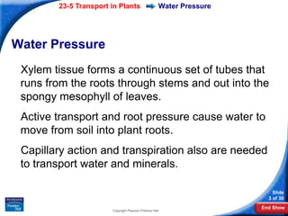23-5 Transport in Plants                     Water Pressure




Water Pressure
 Xylem tissue forms a continuous set of tubes that
 runs from the roots through stems and out into the
 spongy mesophyll of leaves.
 Active transport and root pressure cause water to
 move from soil into plant roots.
 Capillary action and transpiration also are needed
 to transport water and minerals.

                                                                          Slide
                                                                        3 of 30
                                                                      End Show
                       Copyright Pearson Prentice Hall
 