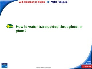 23-5 Transport in Plants                     Water Pressure




How is water transported throughout a
plant?




                                                                   Slide
                                                                 4 of 30
                                                               End Show
                Copyright Pearson Prentice Hall
 