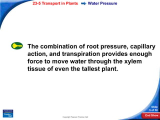 23-5 Transport in Plants                     Water Pressure




The combination of root pressure, capillary
action, and transpiration provides enough
force to move water through the xylem
tissue of even the tallest plant.




                                                                   Slide
                                                                 5 of 30
                                                               End Show
                Copyright Pearson Prentice Hall
 