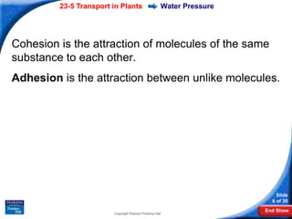 23-5 Transport in Plants                     Water Pressure




Cohesion is the attraction of molecules of the same
substance to each other.
Adhesion is the attraction between unlike molecules.




                                                                           Slide
                                                                         6 of 30
                                                                       End Show
                        Copyright Pearson Prentice Hall
 