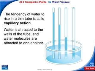 23-5 Transport in Plants                     Water Pressure




The tendency of water to
rise in a thin tube is called
capillary action.
Water is attracted to the
walls of the tube, and
water molecules are
attracted to one another.




                                                                            Slide
                                                                          7 of 30
                                                                        End Show
                         Copyright Pearson Prentice Hall
 
