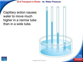23-5 Transport in Plants                     Water Pressure




Capillary action causes
water to move much
higher in a narrow tube
than in a wide tube.




                                                                           Slide
                                                                         8 of 30
                                                                       End Show
                        Copyright Pearson Prentice Hall
 