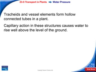23-5 Transport in Plants                     Water Pressure




Tracheids and vessel elements form hollow
connected tubes in a plant.
Capillary action in these structures causes water to
rise well above the level of the ground.




                                                                           Slide
                                                                         9 of 30
                                                                       End Show
                        Copyright Pearson Prentice Hall
 