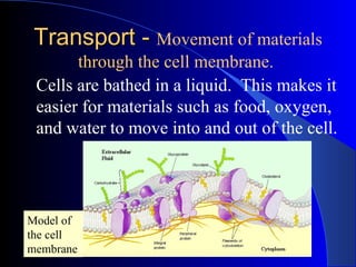 Transport -  Movement of materials through the cell membrane.   Cells are bathed in a liquid.  This makes it easier for materials such as food, oxygen, and water to move into and out of the cell. Model of the cell membrane 