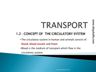 1.2 : CONCEPT OF THE CIRCULATORY SYSTEM
•The circulatory system in human and animals consist of
blood, blood vessels and heart.
•Blood is the medium of transport which flow in the
circulatory system.
www.cikguhafiz.com
 