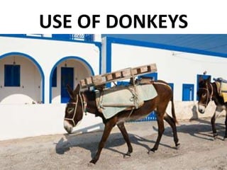 USE OF DONKEYS
