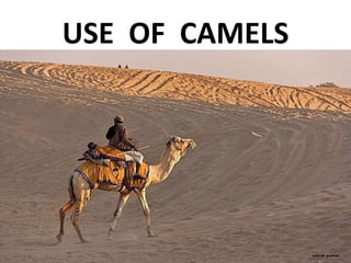USE OF CAMELS