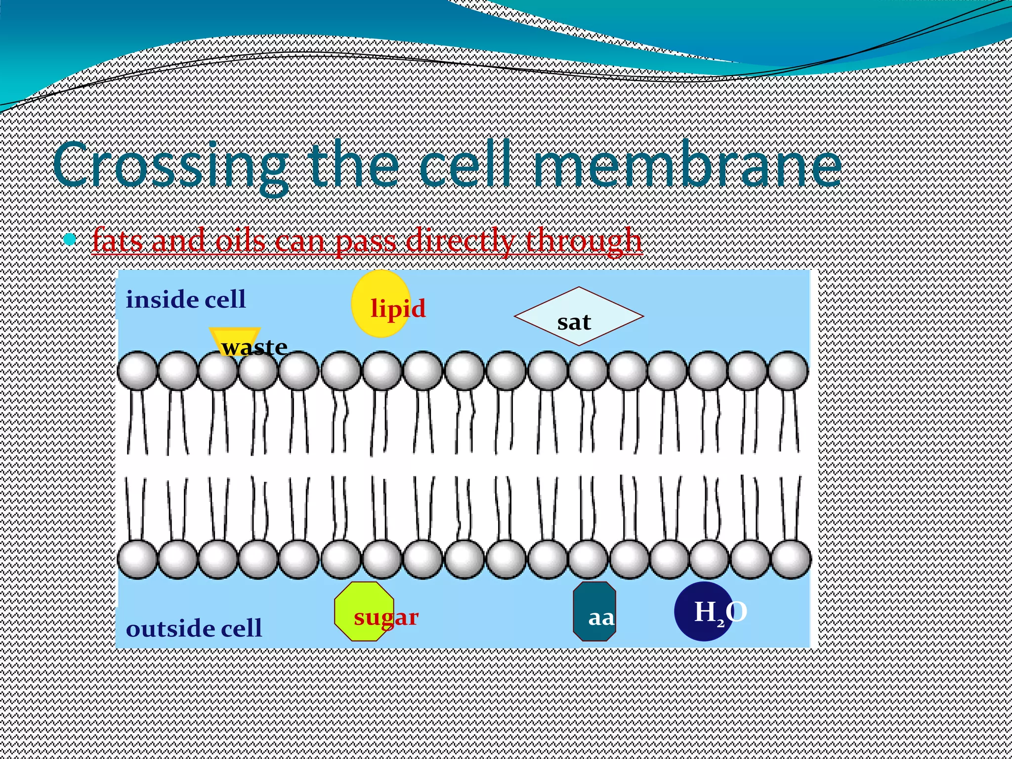 Transport.ppt