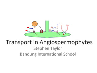 Transport in Angiospermophytes