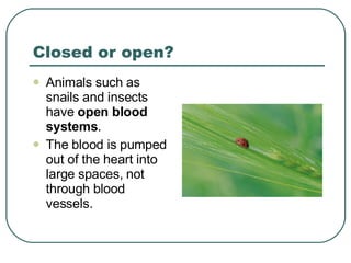 Closed or open? Animals such as snails and insects have  open blood systems . The blood is pumped out of the heart into large spaces, not through blood vessels. 