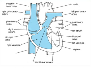 superior vena cava aorta left pulmonary artery right pulmonary artery pulmonary veins pulmonary veins right atrium left atrium tricuspid valve bicuspid valve right ventricle left ventricle septum semi-lunar valves 