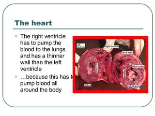 The heart The right ventricle has to pump the blood to the lungs and has a thinner wall than the left ventricle … because this has to pump blood all around the body 