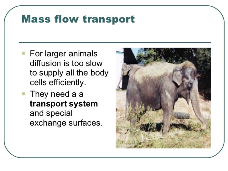 Transport In Animals