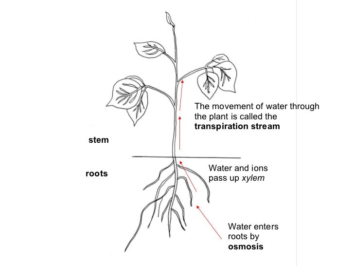 Transport In Flowering Plants 1