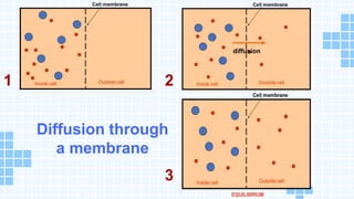 TRANSPORT-MECHANISMS-FOR-STUDENTS (1).pptx