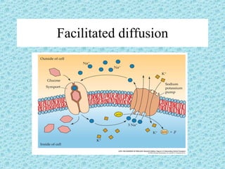 Facilitated diffusion 