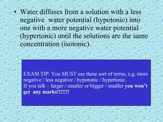 Water diffuses from a solution with a less negative  water potential (hypotonic) into one with a more negative water potential (hypertonic) until the solutions are the same concentration (isotonic). EXAM TIP: You MUST use these sort of terms, e.g. more negative / less negative / hypotonic / hypertonic. If you talk – larger / smaller or bigger / smaller  you won’t get  any marks!!!!!!! 