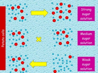 Strong sugar solution Medium sugar solution Weak sugar solution Potato cells 