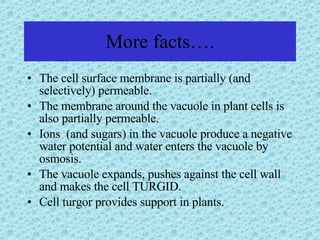More facts…. The cell surface membrane is partially (and selectively) permeable. The membrane around the vacuole in plant cells is also partially permeable. Ions  (and sugars) in the vacuole produce a negative water potential and water enters the vacuole by osmosis. The vacuole expands, pushes against the cell wall and makes the cell TURGID. Cell turgor provides support in plants. 