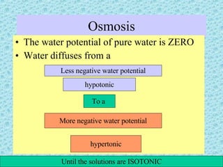 Osmosis The water potential of pure water is ZERO Water diffuses from a  Less negative water potential hypotonic To a  More negative water potential hypertonic hypertonic Until the solutions are ISOTONIC 