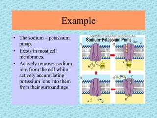 Example The sodium – potassium pump. Exists in most cell membranes. Actively removes sodium ions from the cell while actively accumulating potassium ions into them from their surroundings 