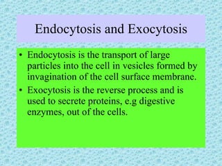 Endocytosis and Exocytosis Endocytosis is the transport of large particles into the cell in vesicles formed by invagination of the cell surface membrane. Exocytosis is the reverse process and is used to secrete proteins, e.g digestive enzymes, out of the cells. 