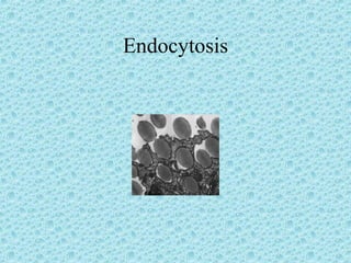 Endocytosis 