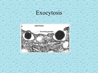 Exocytosis 