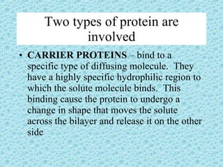 Two types of protein are involved CARRIER PROTEINS  – bind to a specific type of diffusing molecule.  They have a highly specific hydrophilic region to which the solute molecule binds.  This binding cause the protein to undergo a change in shape that moves the solute across the bilayer and release it on the other side 