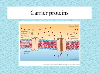 Carrier proteins 