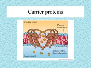 Carrier proteins 