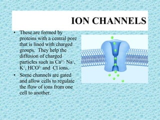ION CHANNELS These are formed by proteins with a central pore that is lined with charged groups.  They help the diffusion of charged particles such as Ca 2+,  Na + , K + , HCO 3-  and  Cl ions. Some channels are gated and allow cells to regulate the flow of ions from one cell to another. 