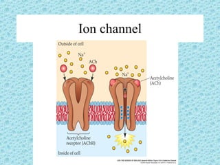 Ion channel 