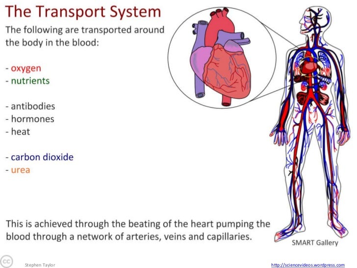 The Transport System (Core)