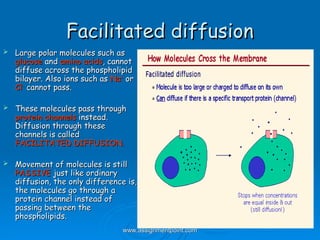 Transport-through-cell-membranes.ppt in pt | PPT
