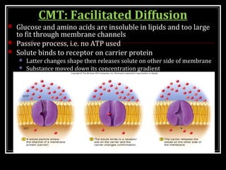 TRANSPORT ACROSS CELL MEMBRANE | PPT