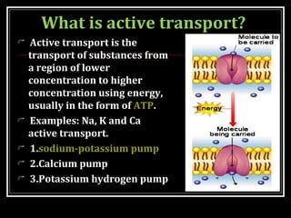 TRANSPORT ACROSS CELL MEMBRANE | PPT