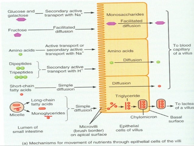 TRANSPORT ACROSS CELL MEMBRANE