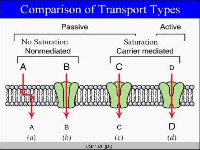 types of cell transport
