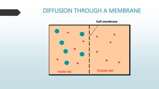 DIFFUSION THROUGH A MEMBRANE
Cell membrane
 