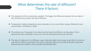 What determines the rate of diffusion?
There 4 factors:
 The steepness of the concentration gradient. The bigger the difference between the two sides of
the membrane the quicker the rate of diffusion.
 Temperature. Higher temperatures give molecules or ions more kinetic energy. Molecules move
around faster, so diffusion is faster.
 The surface area. The greater the surface area the faster the diffusion can take place. This is
because the more molecules or ions can cross the membrane at any one moment.
 The type of molecule or ion diffusing. Large molecules need more energy to get them to move so
they tend to diffuse more slowly. Non-polar molecules diffuse more easily than polar molecules
because they are soluble in the non polar phospholipid tails.
 