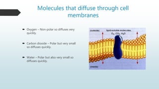Molecules that diffuse through cell
membranes
 Oxygen – Non-polar so diffuses very
quickly.
 Carbon dioxide – Polar but very small
so diffuses quickly.
 Water – Polar but also very small so
diffuses quickly.
 