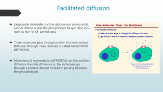 Facilitated diffusion
 Large polar molecules such as glucose and amino acids,
cannot diffuse across the phospholipid bilayer. Also ions
such as Na+ or Cl- cannot pass.
 These molecules pass through protein channels instead.
Diffusion through these channels is called FACILITATED
DIFFUSION.
 Movement of molecules is still PASSIVE just like ordinary
diffusion, the only difference is, the molecules go
through a protein channel instead of passing between
the phospholipids
 