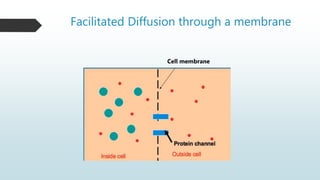 Facilitated Diffusion through a membrane
Cell membrane
 