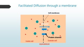 Facilitated Diffusion through a membrane
Cell membrane
EQUILIBRIUM
 