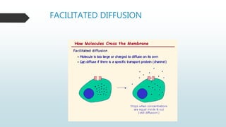 FACILITATED DIFFUSION
 