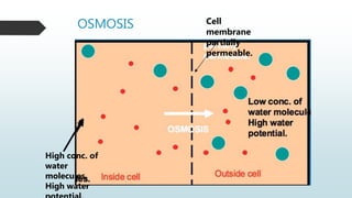 OSMOSIS Cell
membrane
partially
permeable.
High conc. of
water
molecules.
High water
 